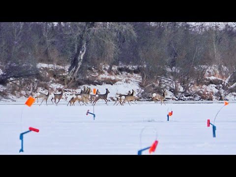 Видео: ТУТ ПОЛНО РЫБЫ И НЕ ТОЛЬКО! ЩУК БОЛЬШЕ ЧЕМ Я ДУМАЛ! РЫБАЛКА КАК В ЗАПОЛЯРЬЕ!