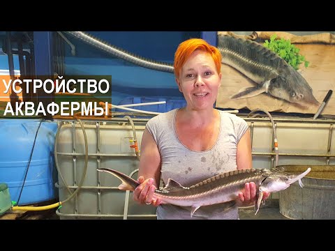 Видео: Устройство аквафермы живой осетр. Система очистки воды.