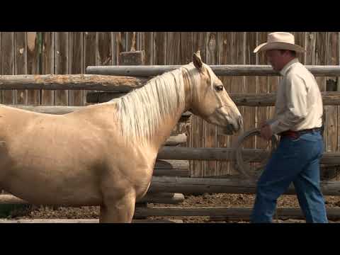 Видео: Кен Макнабб: Начало работы с Colt (часть 3 из 7) — Установление отношений