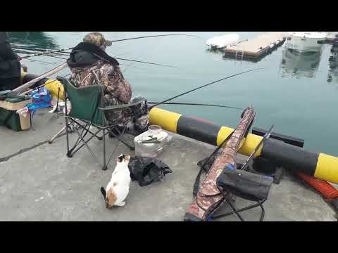 Видео: Рыбалка в Сочи. Кефаль и хамса в морском порту