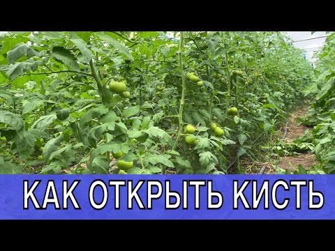 Видео: Когда удалить лист на томате || pruning leaves