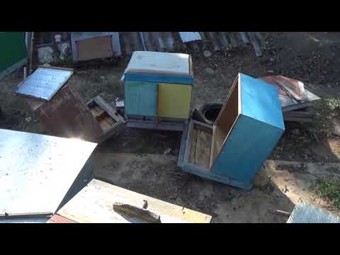 Видео: Объединение отводков в двух маточный улей  зимовка отводков