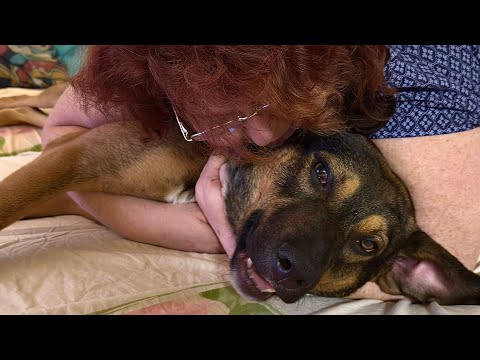 Видео: Ни когда у нас не будет большой собаки