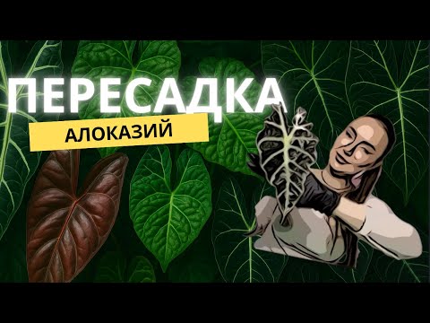 Видео: #11 #пересадка алоказий без ошибок! 💥