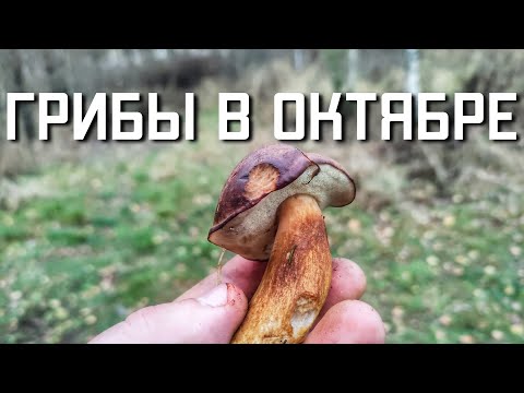 Видео: Собираем грибы в лесу осенью в октябре Московская область