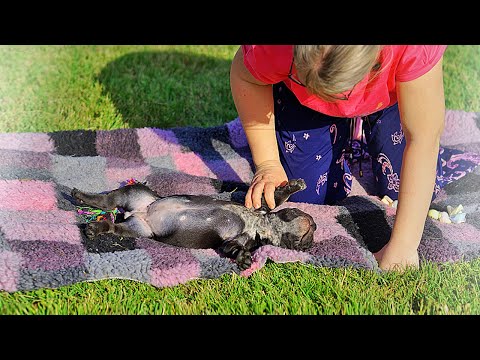 Видео: Щенок свалился от жары +30 °C ! Самая жаркая съёмка!