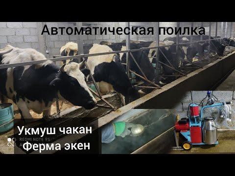 Видео: Сиз АРЗУУ КЫЛГАН УЙЛАР🐄 30 л сут берет👍👍👍