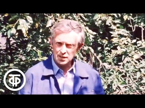 Видео: Об обрезке малины после плодоношения. Наш сад (1985)