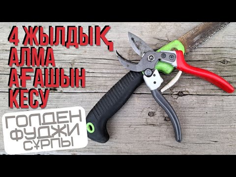 Видео: ТӨРТ ЖЫЛДЫҚ АЛМАНЫ КЕСУ, қыс/көктем мезгілінде. жеміс ағашын кесу, қырқу. | Обрезка яблони |
