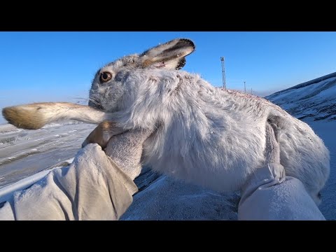 Видео: Охота на зайца 2025г. Следы зайцев после праздников!!!!