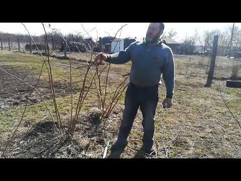 Видео: Обрезка летней малины