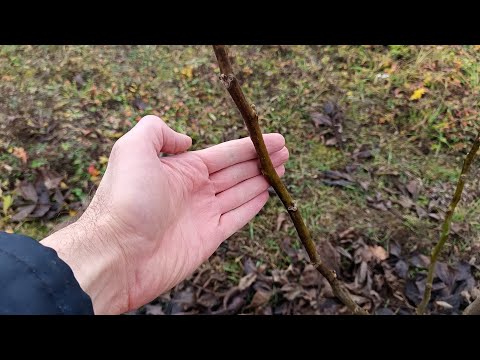 Видео: Ореховая аллея  на 27.10.2025. Пекан не хочет сбрасывать листья.