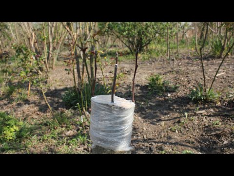 Видео: Как привить яблоню корой (когда лучше всего использовать этот метод прививки?)