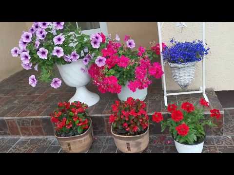 Видео: Обзор контейнерных растений