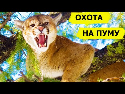 Видео: Охота на пуму. Снежный человек/SASQUATCH MOUNTAIN MAN (Охотник и рыболов)