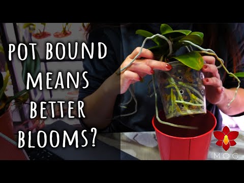 Видео: Миф или правда № 12 — Орхидеи, растущие в воде? Орхидеи в горшках цветут лучше? И многое другое!