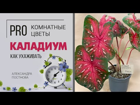 Видео: Каладиум - позволительная роскошь для каждого цветовода. Декоративнолиственный красавец.