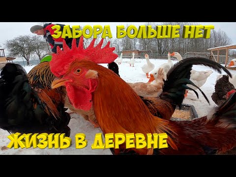 Видео: Забора больше нет . [Жизнь в деревне]