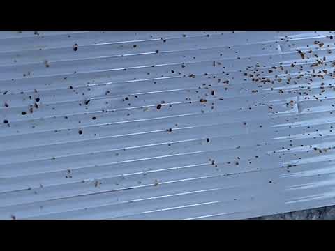 Видео: А клещ всё сыпется на вторые сутки после второй обработке 