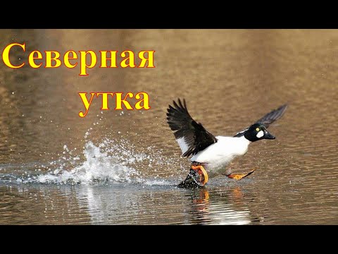 Видео: Северная утка