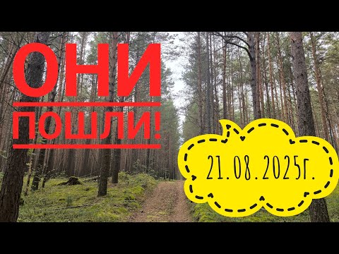 Видео: За грибами от расстройства/ Лес спасает🙏#дача#влог#жизнь#лето#лето#лес 