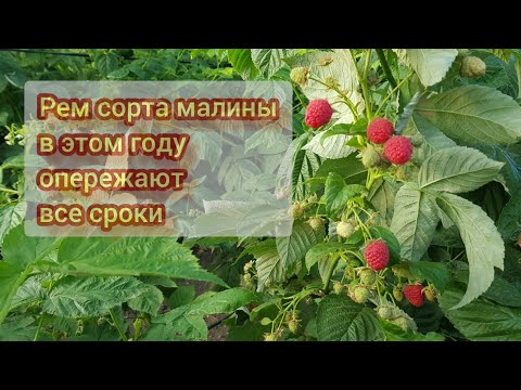 Видео: Делнива рем сорт малины начало плодоношения