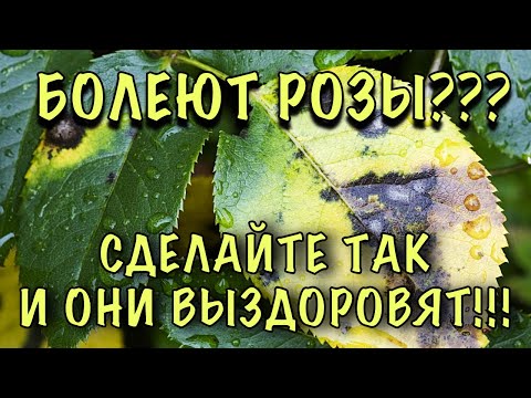 Видео: ЗАБОЛЕЛИ РОЗЫ? Хватит ЛИТЬ ПРЕПАРАТЫ ВПУСТУЮ! Сделайте ТАК и ОНИ ТОЧНО ВЫЗДОРОВЯТ!