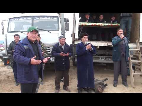 Видео: 11.11.23 Шардара ауданы, Шардара қаласында бата алу көкпар тойы