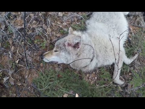 Видео: Поймал 27го волка. 1 мая 2021 год // ОХОТА НА ВОЛКА В БУРЯТИИ/ Регулирование численности волка
