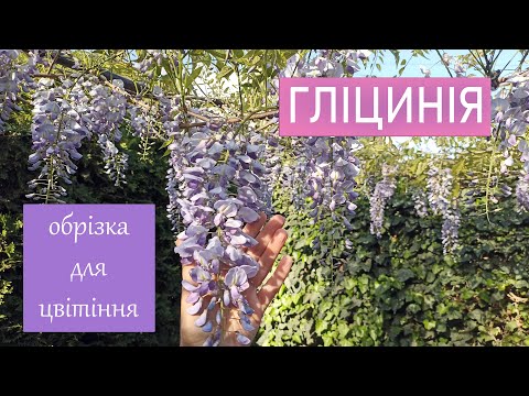 Видео: Гліцинія(Wisteria). Як обрізати гліцинію для рясного цвітіння. Формування, обрізка.