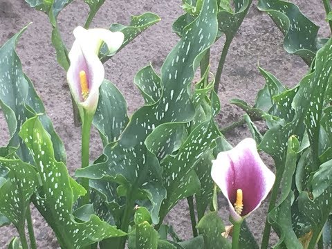 Видео: Каллы садовые. Выращивание и опасные легенды .