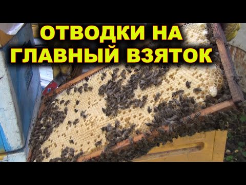 Видео: Отводки на Главный взяток.
