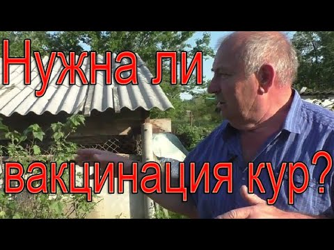 Видео: Нужна ли вакцинация кур?  Клеточное или напольное содержание птицы.