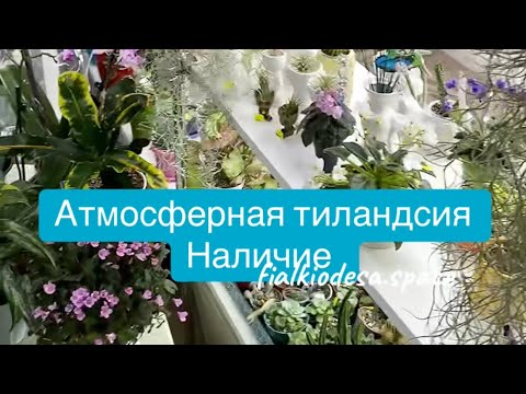 Видео: Атмосферные Тиландсии в наличии 18.09.25.