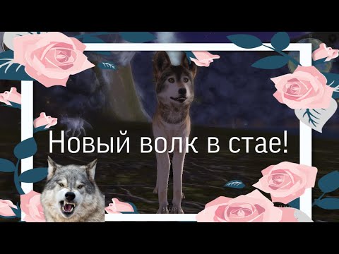 Видео: |LEO|Ultimate Wolf Simulator 2 #2 (🐺Новый волк в стае🐺)