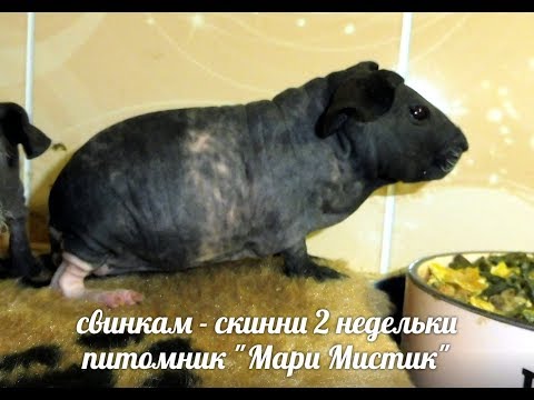 Видео: ПЛЮСЫ СОДЕРЖАНИЯ МОРСКИХ СВИНОК #ПРОДАЮСКИННИКУПИТЬСВИНКУ( ПИТОМНИК "МАРИ МИСТИК" )
