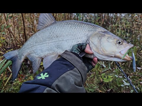 Видео: Охота за Жерехом в туман. Неман. 