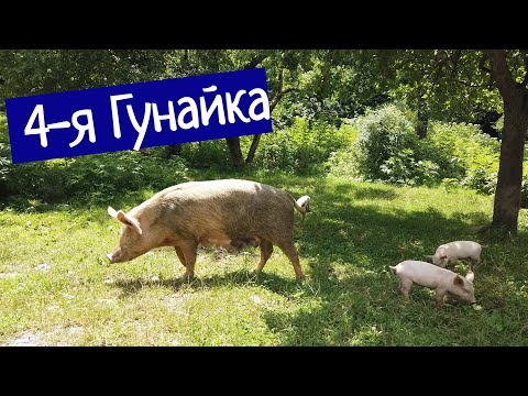 Видео: 4-Я ГУНАЙКА - ТУАПСИНСКАЯ ГЛУБИНКА, ГЛУБЖЕ НЕКУДА