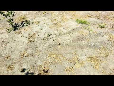 Видео: Совместное использование гербицидов и селитры.(гербицидные композиции).