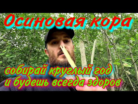 Видео: Осиновая кора! Зачем её нужно собирать круглый год! Информация которую нужно знать всем!!!