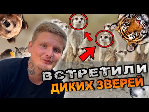 Видео: ВСТРЕТИЛИ ДИКИХ ЗВЕРЕЙ / ПОХОД В ЗООСАД