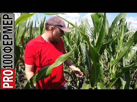 Видео: Выращивание кукурузы. Нестабильные осадки.