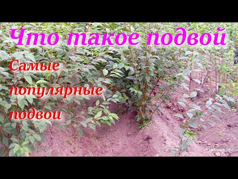 Видео: Что такое подвой /Самые популярные подвои