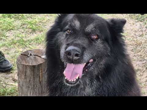 Видео: ЧЁРНЫЕ ГРУЗДИ,ОСЕННЕЕ ОЗЕРО, ЦАРЬ ДУБ.
