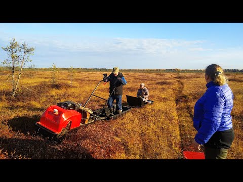 Видео: мотособака motodog и paxus по болоту за клюквой.