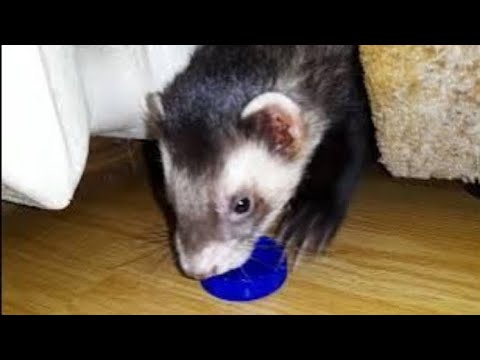 Видео: Как хорёк Шубик готовился к корпоративу😃#домашниехорьки #хореквдоме