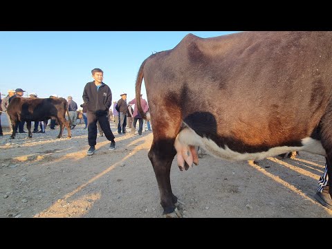 Видео: Саан уйлар Тайлар өтө көп чыгыптыр. Колдоп ЛАЙК басып ПОДПИСАТЬСЯ болуп коюңуздар. #малбазар #kg 