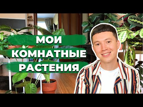 Видео: Обзор Комнатных Растений » Август 2022 » Более 60 Растений в одном видео