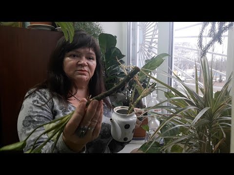 Видео: ВСЕГДА  ЛИ можно ВЕРИТЬ  ИНТЕРНЕТУ? 🤔 АГЛАОНЕМА  В  ВОДЕ - укореняется или нет?