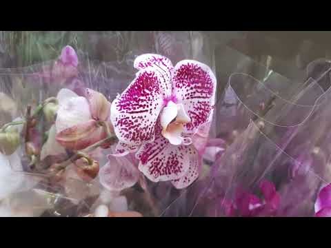 Видео: 27.12. 2024г. Предпраздничное поступление орхидей в Лемана Про.